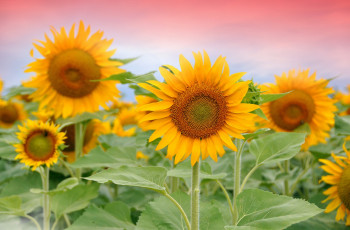 Картинка цветы подсолнухи жёлтые