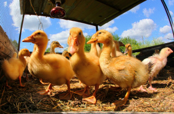 Картинка животные гуси птенцы гусята