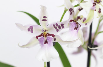 Картинка цветы орхидеи экзотика