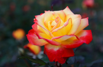 Картинка цветы розы пышная