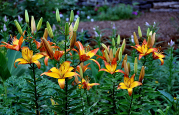 Картинка цветы лилии +лилейники желтые