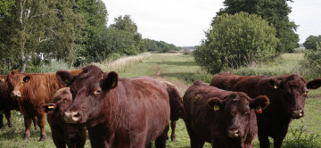 обоя животные, коровы,  буйволы, пастбище, стадо