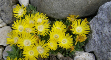 Картинка цветы аизовые бутоны