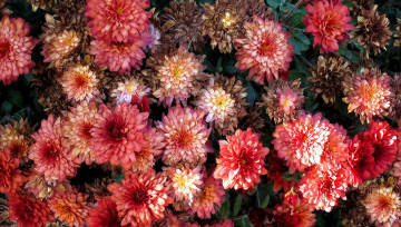 Картинка разное компьютерный+дизайн георгин цветы