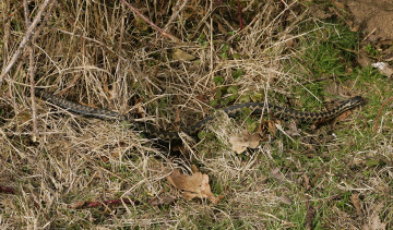 Картинка животные змеи +питоны +кобры змея трава