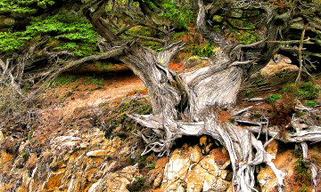 Картинка разное компьютерный+дизайн корни дерево