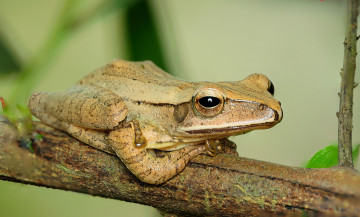 Картинка животные лягушки ветка лягушка