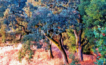 Картинка разное компьютерный+дизайн лес деревья трава