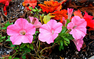 Картинка цветы петунии +калибрахоа листья