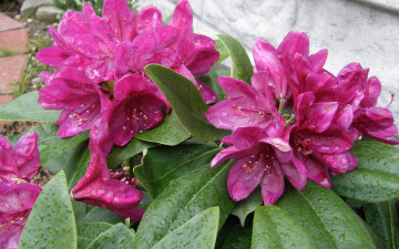 Картинка цветы рододендроны+ азалии бутоны
