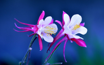 Картинка цветы аквилегия+ водосбор аквилегия