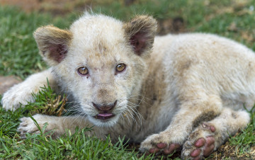 Картинка животные львы малыш