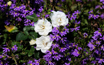 Картинка цветы разные+вместе розы лобелии