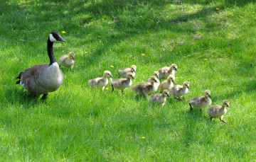 Картинка животные гуси гусята трава гусиха