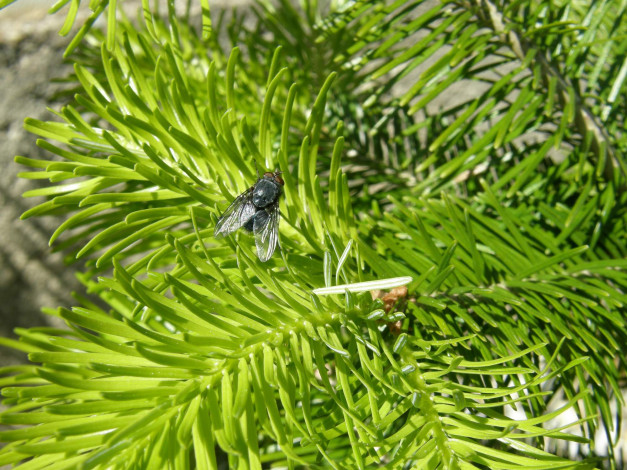 Обои картинки фото животные, насекомые, муха