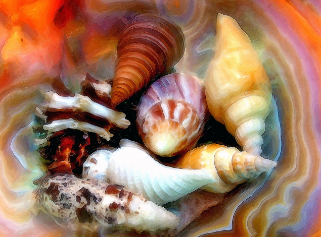 Обои картинки фото рисованные, - другое, ракушки, морские
