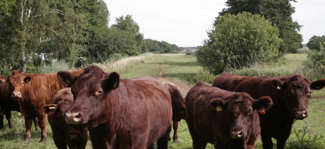 Обои картинки фото животные, коровы,  буйволы, пастбище, стадо