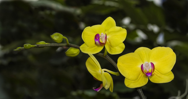 Обои картинки фото цветы, орхидеи, экзотика