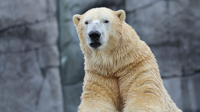 Обои картинки фото животные, медведи, морда