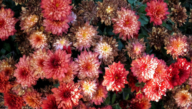 Обои картинки фото разное, компьютерный дизайн, георгин, цветы