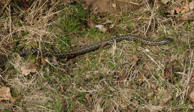 Обои картинки фото животные, змеи,  питоны,  кобры, трава, змея