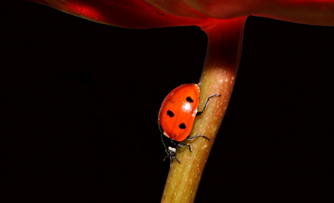 Обои картинки фото животные, божьи коровки, ствол, коровка
