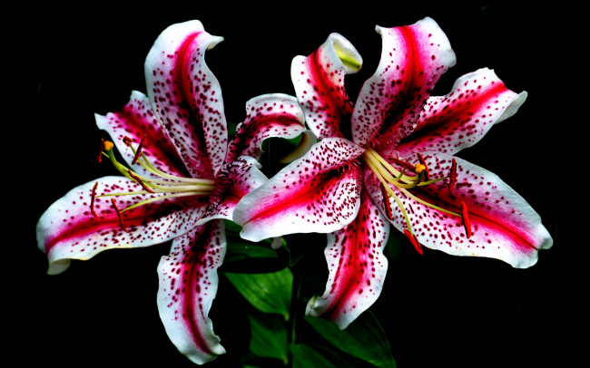 Обои картинки фото цветы, лилии,  лилейники, розовые