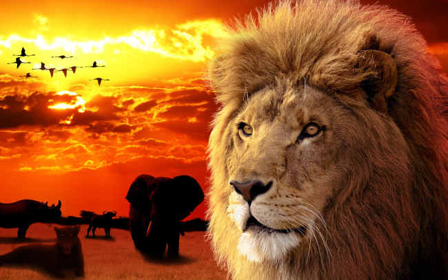 Обои картинки фото разное, компьютерный дизайн, морда, зверь, красота, закат, лев