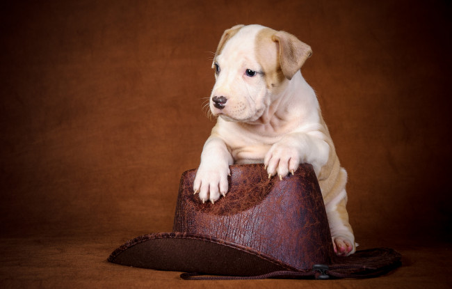 Обои картинки фото животные, собаки, шляпа, щенок