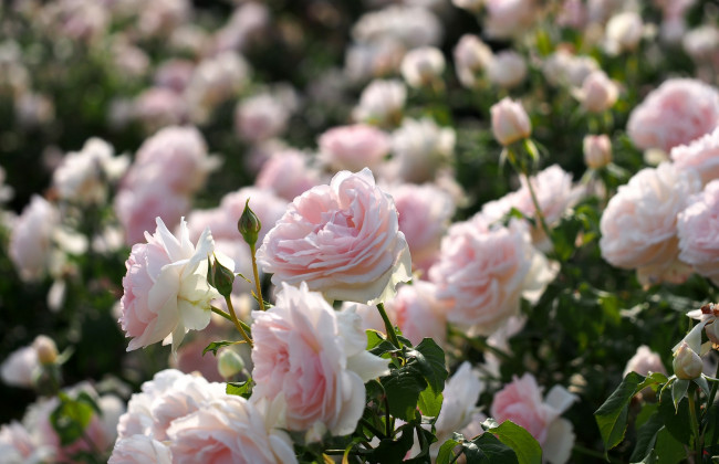 Обои картинки фото цветы, розы, розарий