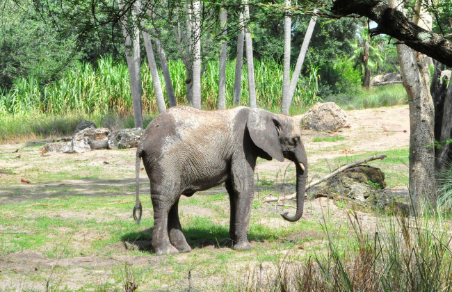 Обои картинки фото животные, слоны, слоненок, животное