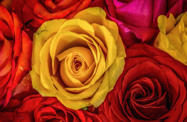 Обои картинки фото цветы, розы, лепестки