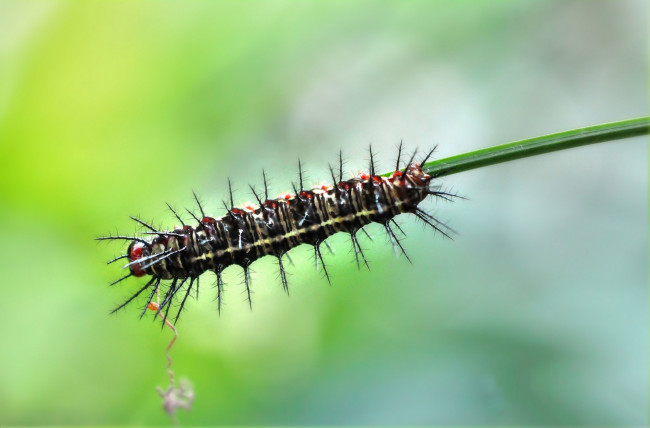 Обои картинки фото животные, гусеницы, веточка, гусеница