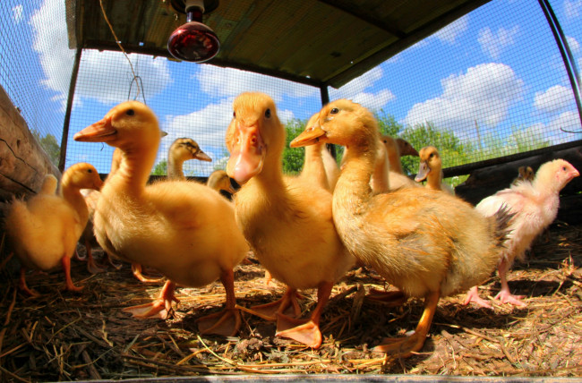 Обои картинки фото животные, гуси, птенцы, гусята