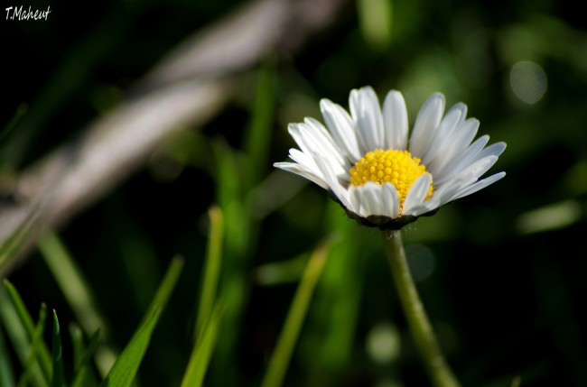 Обои картинки фото цветы, ромашки, цветок, макро, трава, лепестки