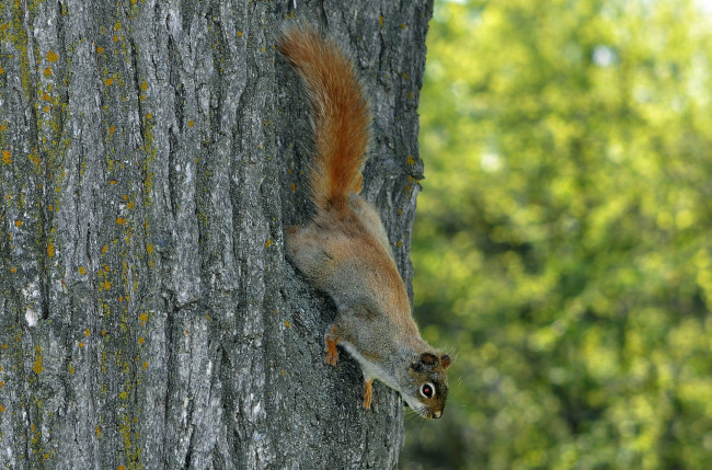 Обои картинки фото животные, белки, спуск, белка, дерево