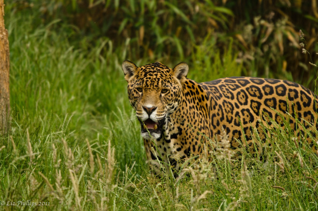 Обои картинки фото животные, Ягуары, трава, кошка, морда, клыки, пятна