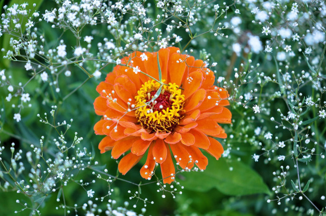 Обои картинки фото цветы, цинния, оранжевая, циннея