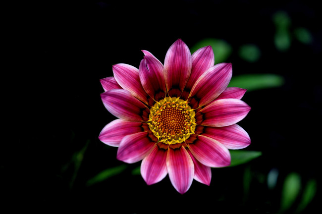 Обои картинки фото цветы, газания, розовый