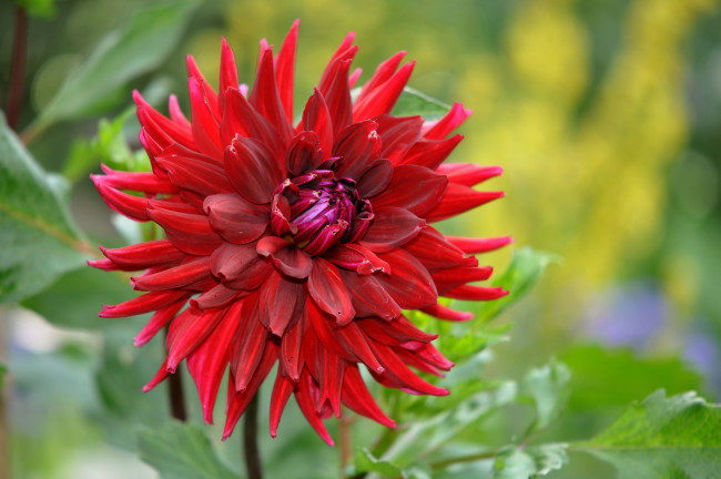 Обои картинки фото цветы, георгины, георгин, красный