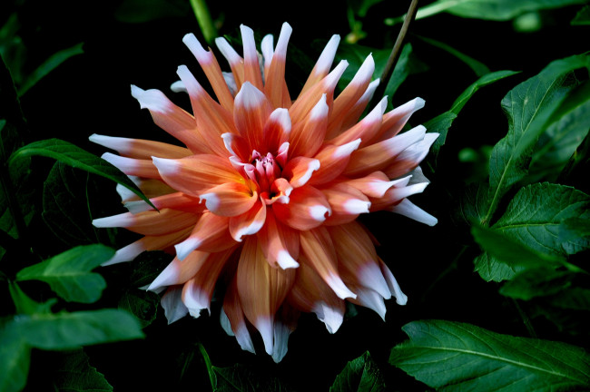 Обои картинки фото цветы, георгины, розовый, георгин, цветок