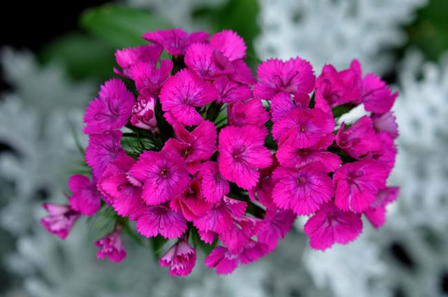 Обои картинки фото цветы, гвоздики, розовые