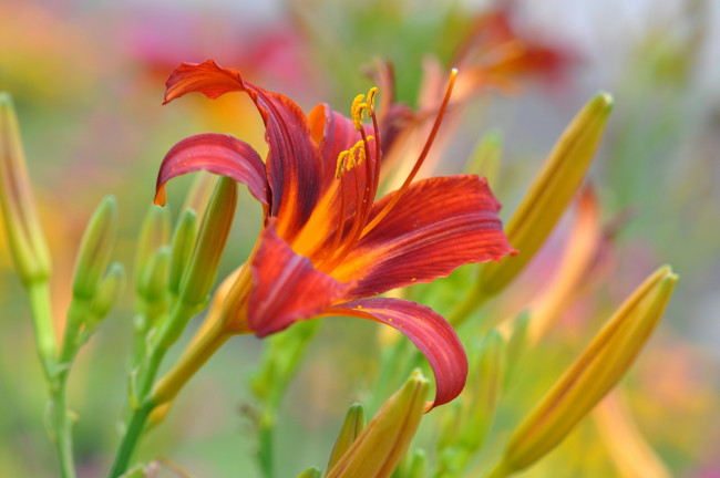 Обои картинки фото цветы, лилии,  лилейники, цветок, лилия