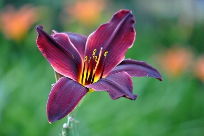 Обои картинки фото цветы, лилии,  лилейники, лилия, вишневая