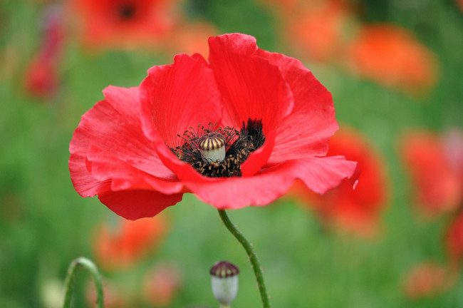 Обои картинки фото цветы, маки, красный, мак