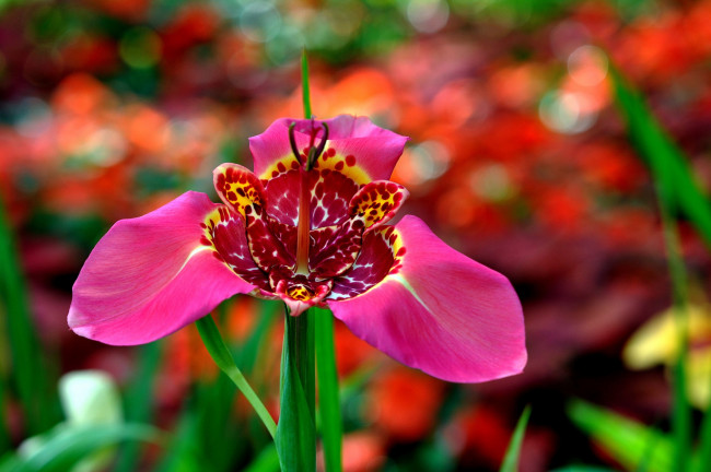 Обои картинки фото цветы, орхидеи, цветок, орхидея