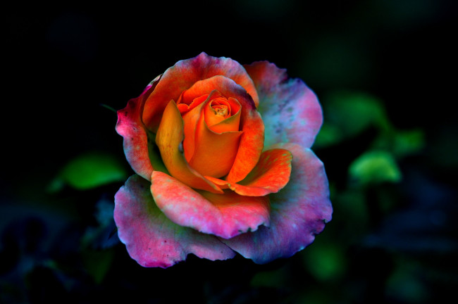 Обои картинки фото цветы, розы, роза, цветок