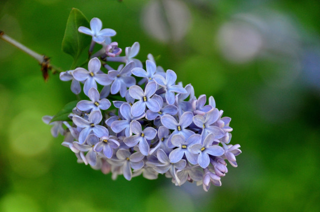 Обои картинки фото цветы, сирень, синяя