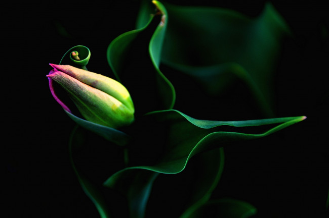 Обои картинки фото цветы, тюльпаны, тюльпана, бутон