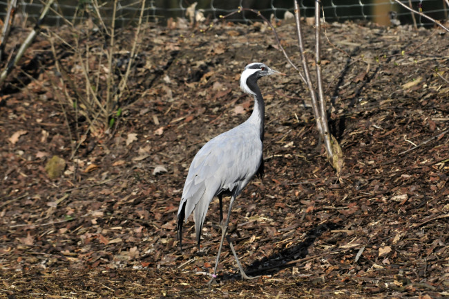 Обои картинки фото животные, аисты, аист, птица